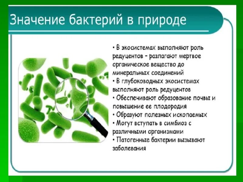 5 класс бактерии многообразие и значение. Роль бактерий в природе. болезнетворные бактерии в природе. значение бактерий в природе. роль микроорганизмов в жизни человека.