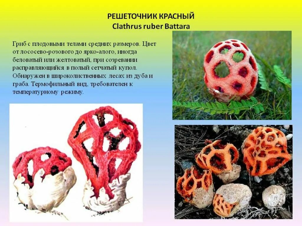 Решеточник красный красная книга. Гриб решеточник красный. Решёточник красный это съедобные грибы. Ядовитый гриб решеточник красный. Красная книга ядовитое