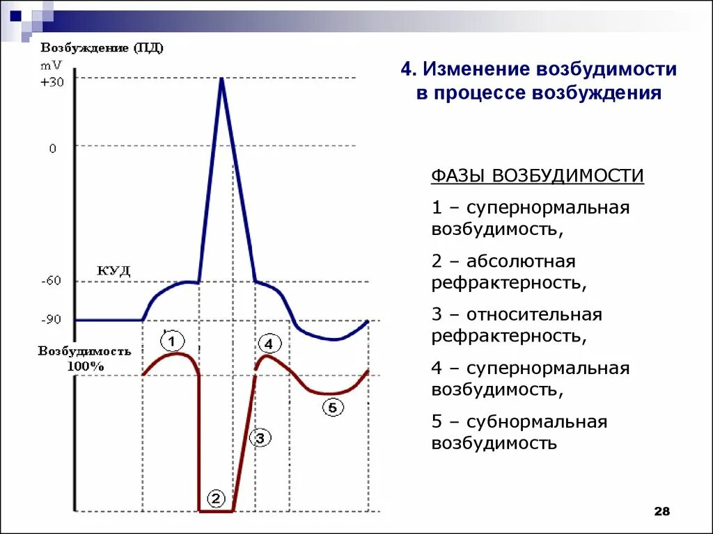 Фазы потенциала действия фаза изменения возбудимости. Фазы возбудимости физиология график. Фазы изменения возбудимости физиология. Соотношение фаз возбудимости с фазами потенциала действия.