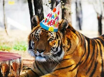 Открытка с днём рождения с тигром скачать и отправить бесплатно