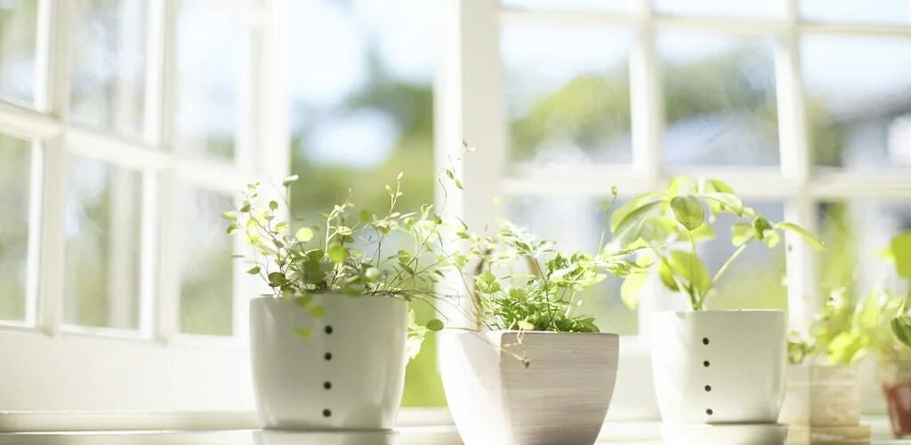 Свежесть в доме. Фон окно. Микроклимат для растений. Свежесть воздуха.