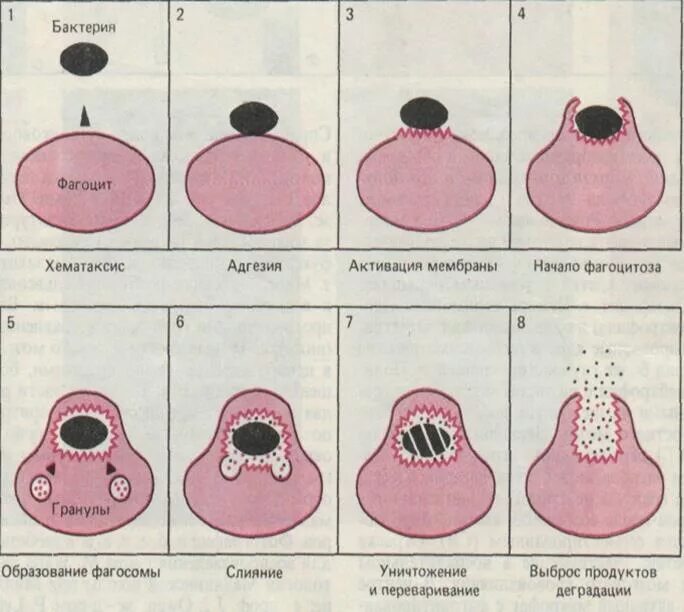 Этапы фагоцитоза схема. Стадии фагоцитоза микробиология таблица. Процесс фагоцитоза схема. Схема фагоцитоза в иммунологии.
