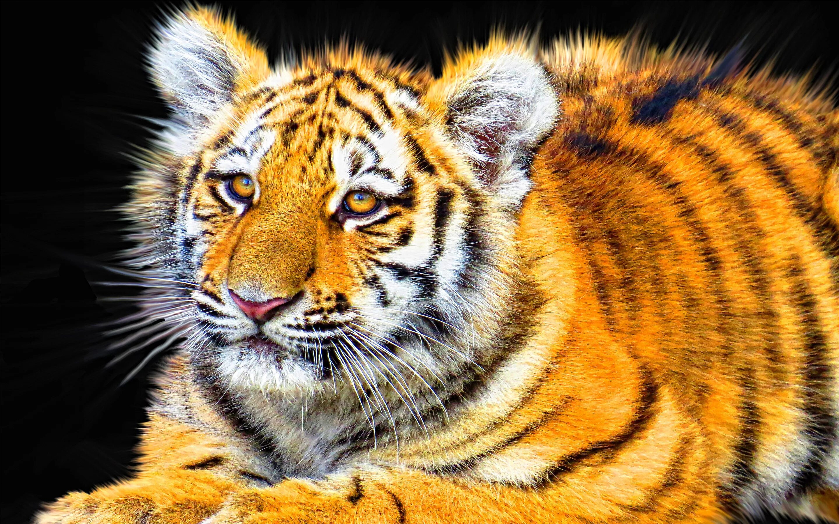 Заставки на телефон тиграми бесплатные. Желтый Земляной тигр. 1998 Земляной тигр. Красивый тигр. Обои на рабочий стол тигр.