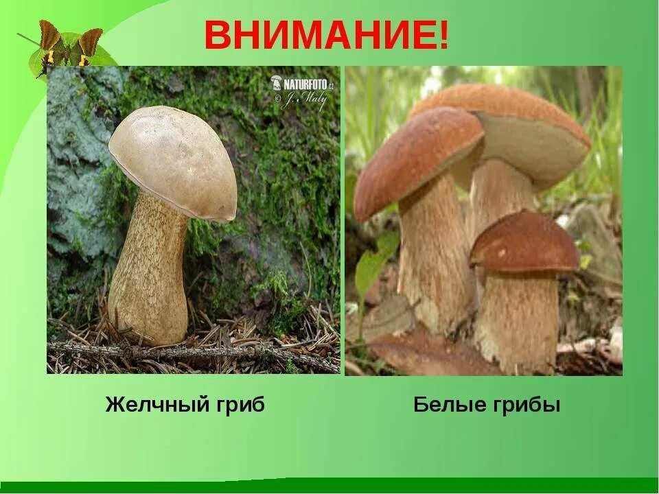 Ложный белый горчак. Tylopilus felleus. Ложный белый желчный. Ядовитый желчный гриб можно спутать. Ядовитый желчный гриб можно спутать.