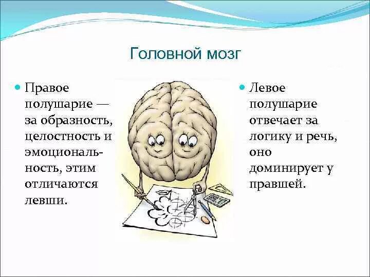 Левое и правое полушарие мозга. Два полушария мозга. Мозг человека полушария. Головной мозг левое и правое полушарие.