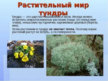 В какой природной зоне обитает мох