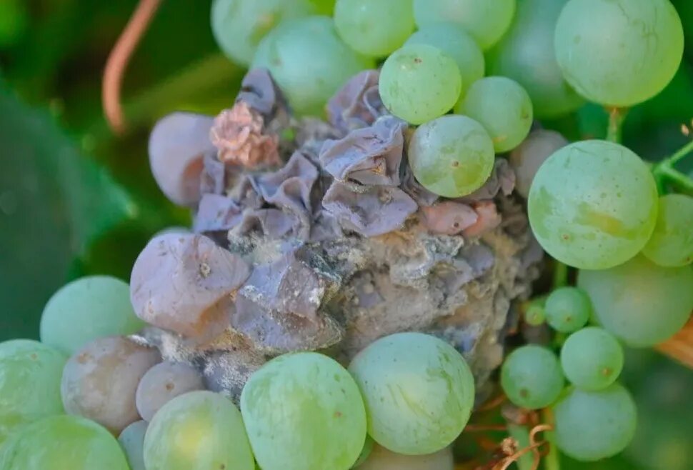 Ботритис цинереа. Серая гниль винограда. Серая гниль – botrytis cinerea. От гнили винограда. Болезни винограда грозди винограда.