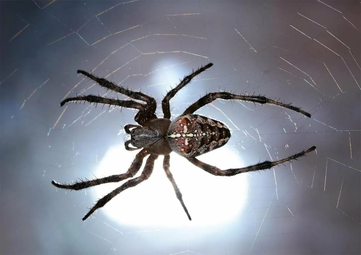 Паук крестовик черный. Тарантул крестовик. паук крестовик каракурт. araneus diadematus - крестовик. паук крестовик красный.