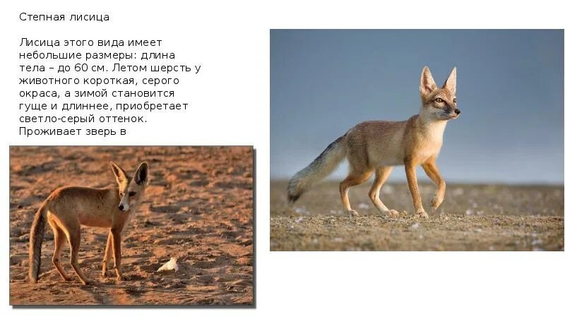 Корсак сообщение 4 класс окружающий мир. Степная лисица корсак красная книга. лисица степная красная книга крыма. степная лисица -лисица этого вида небольшие размеры. сообщение о степной лисе.