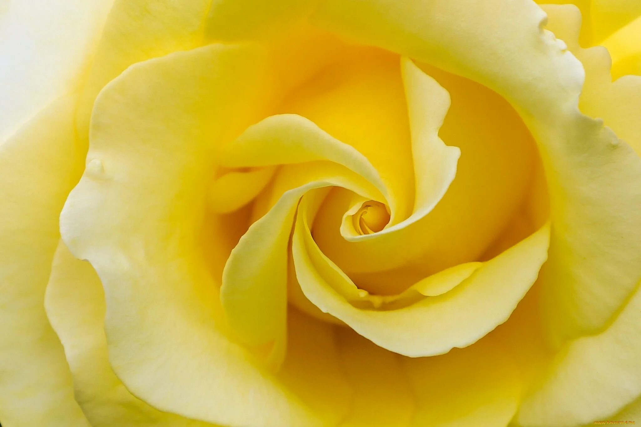 Желтые розы. Желто розовые розы. Бело желтые цветы. Бледно желтые цветы.