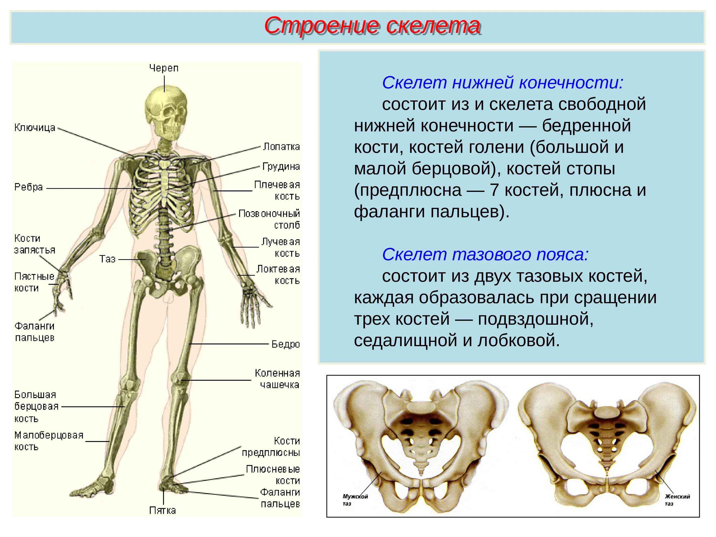 Скелет туловища человека с названием костей. Кости скелета биология 8 класс. Строение костей соединение костей. Скелет человека строение костей 8 класс биология. Назовите указанные кости