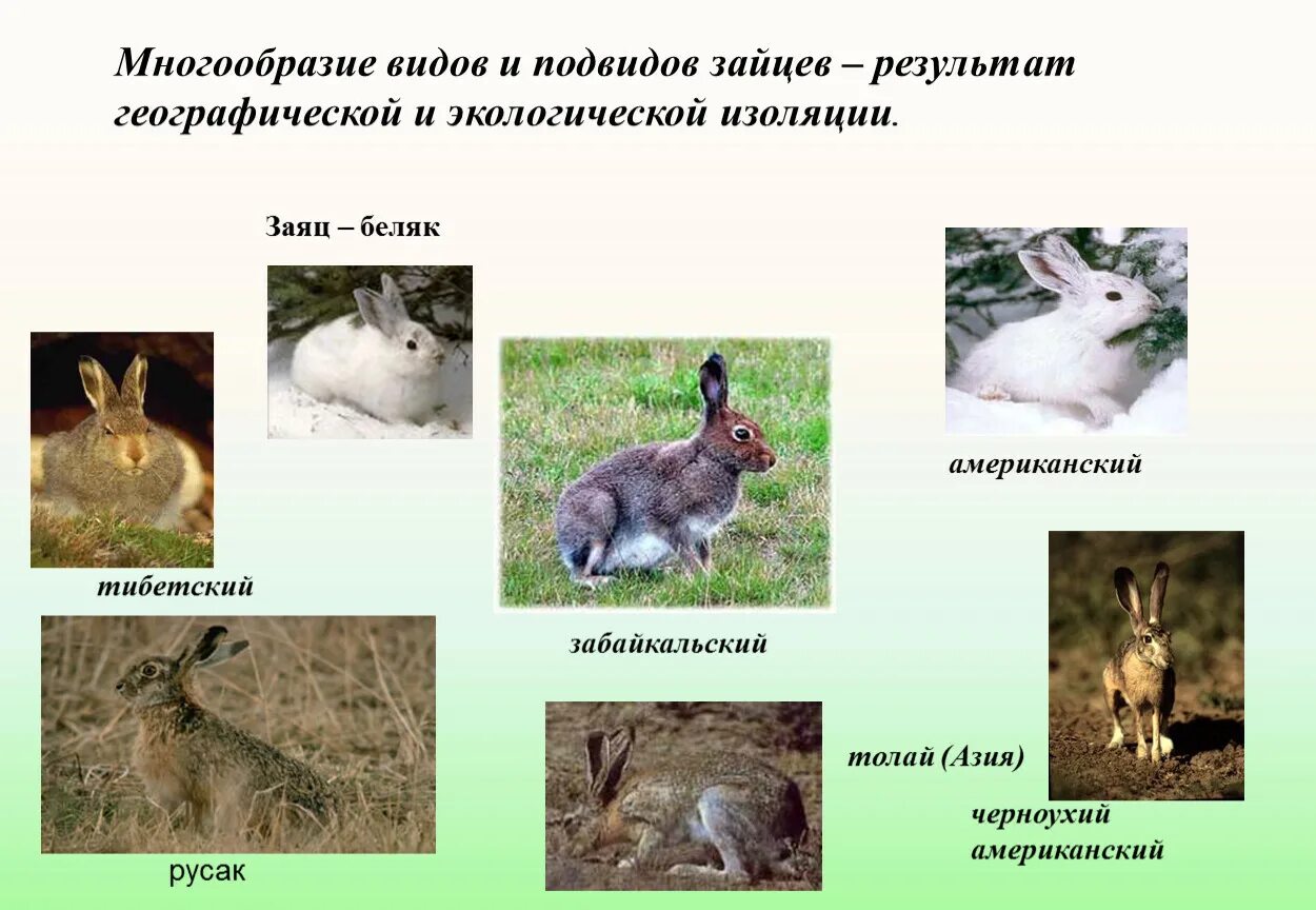 Среда обитания беляка. Заяц Беляк толай и Русак. Виды Зайцев. Заяц с вилами. Подвиды зайца.