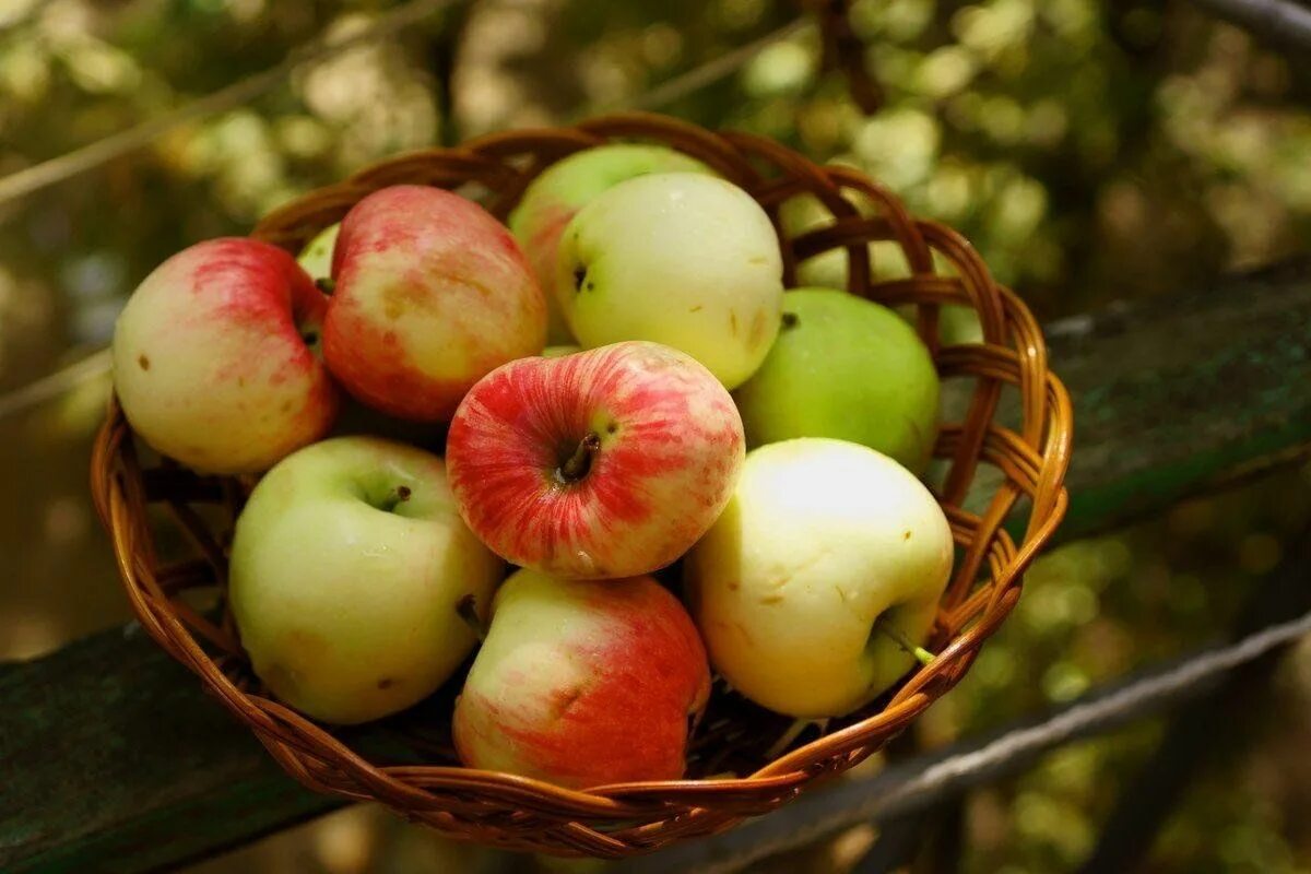 Яблоки яблочный спас. Яблоня летняя яблочный спас. Яблочный спас фото. Яблоки фото красивые.