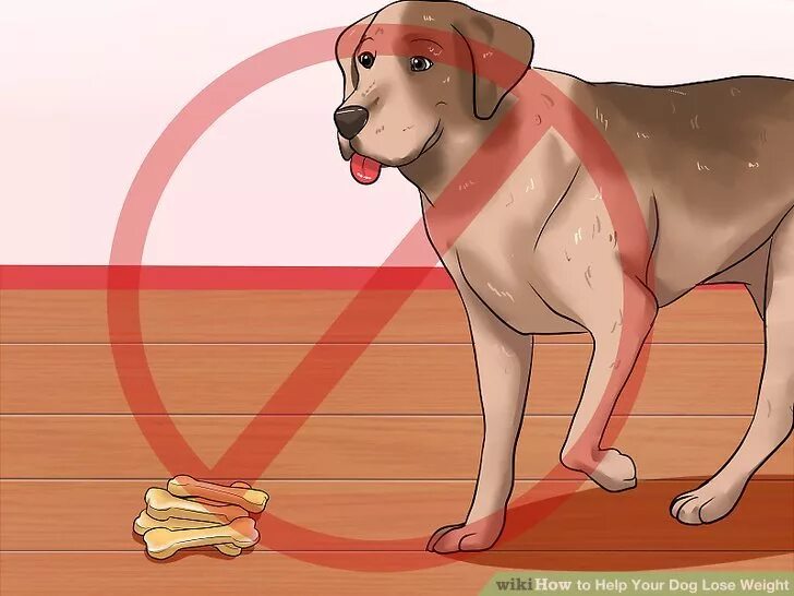 Похудение собаки. Иллюстрация лишний вес собачка. Снижение веса собаки. Как помочь собаке похудеть.
