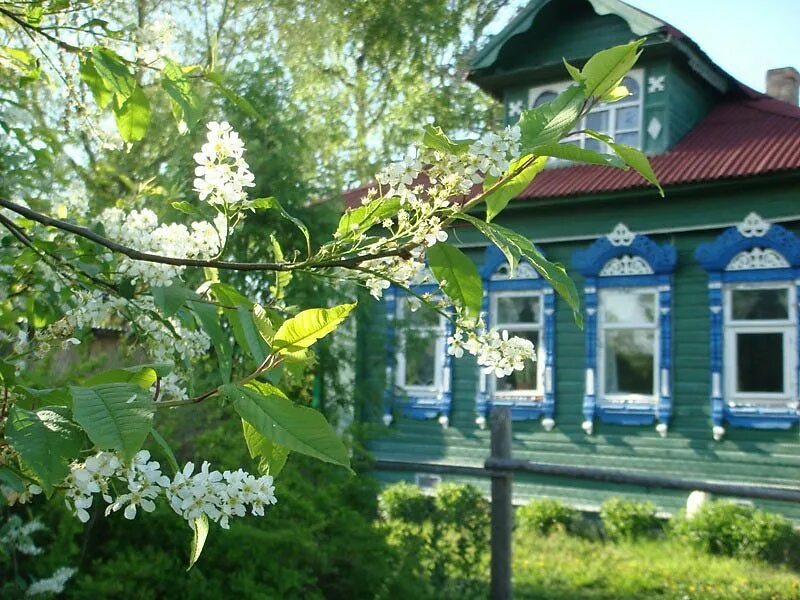 Цветет у нашего крылечка. Домик в деревне с черёмухой. Майский сад сирень черёмуха. Село Константиново черемуха. Черемуха деревня Россия.