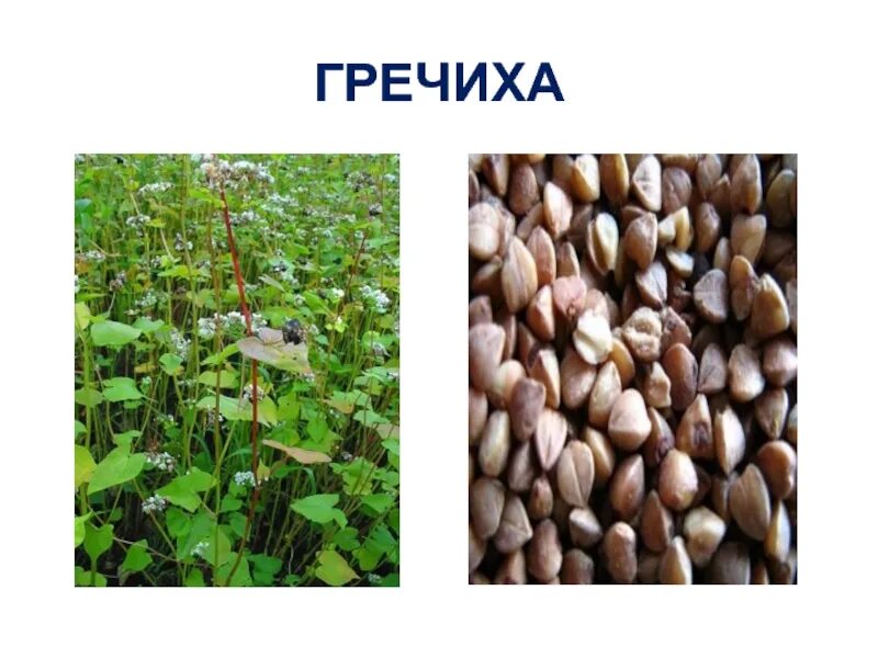 Гречиха посевная цветение. Культура гречихи. Зеленоцветковая гречиха. Цветущая гречиха поля алтая. Культура гречихи.