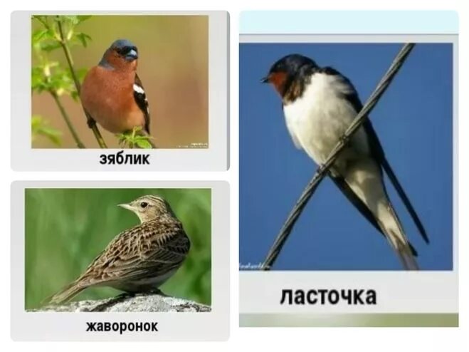 поползень и пищуха. поползень видео. птицы в саду. обыкновенный поползень птицы. поползень зяблик дрозд.