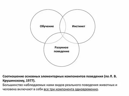 Правило разумного поведения