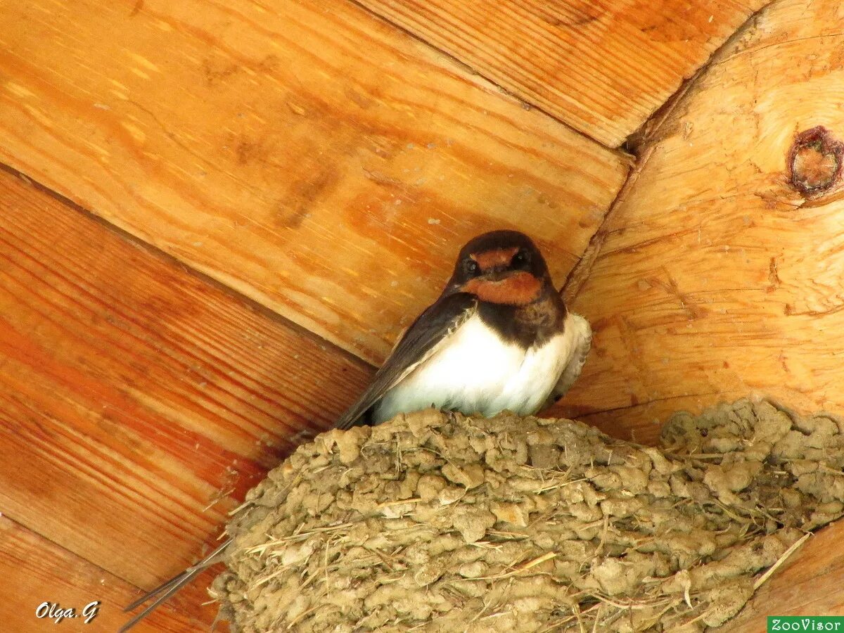 под крышей было ласточка. ласточкино гнездо с птенцами. под крышей было ласточка. ласточкино гнездо. гнездо деревенской ласточки.