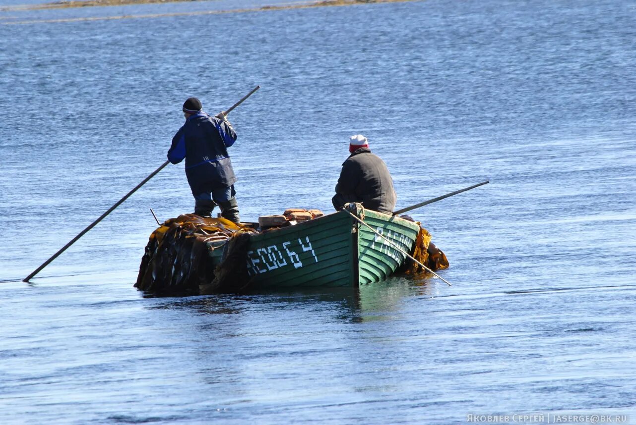 Сайт архангельских водорослей