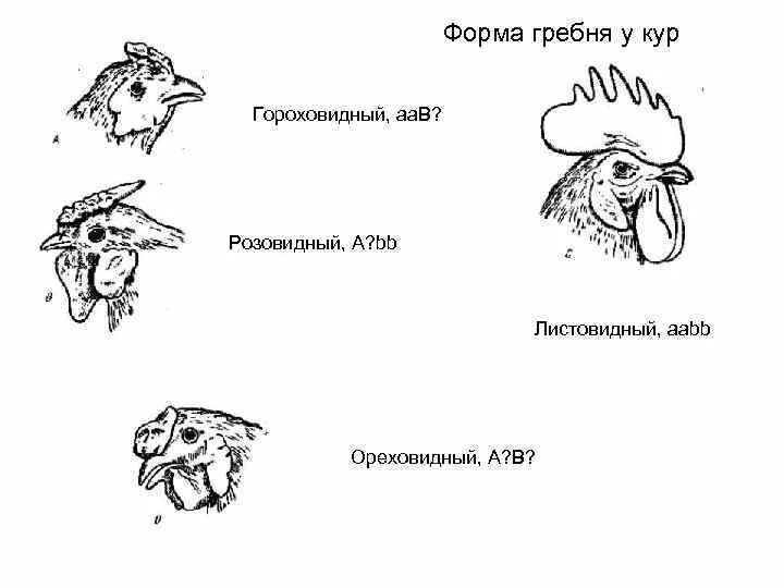 Наследование формы гребня у кур. Ореховидная форма гребня у кур. Тип наследования формы гребня у кур. Форма гребней кур комплементарность. Розовидный гребень листовидный гребень