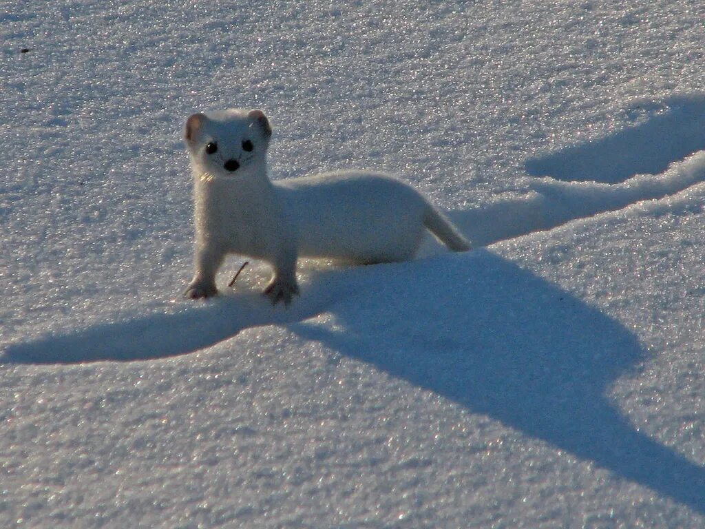 Днем горностая трудно увидеть в зимнее время. Ласка (Mustela nivalis). Горностай песец Соболь. Тундровый горностай. Ласка норка хорёк горностай.