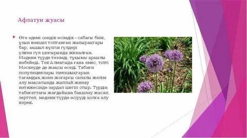 Ең түкті киска