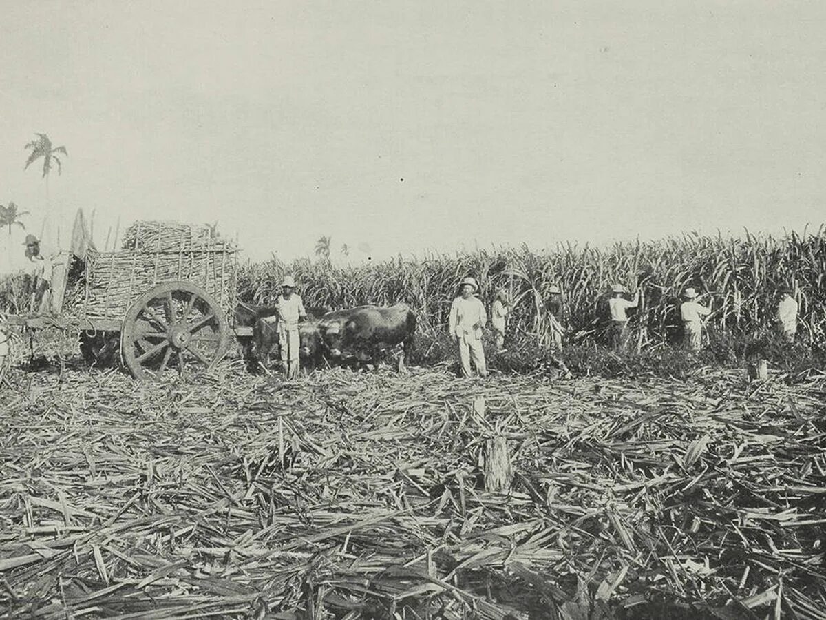Сахарный тростник юар. Сахарный тростник в бразилии. Сахарный тростник 19 век. Куба сахарный тростник плантации. Сахарный тростник в луизиане.