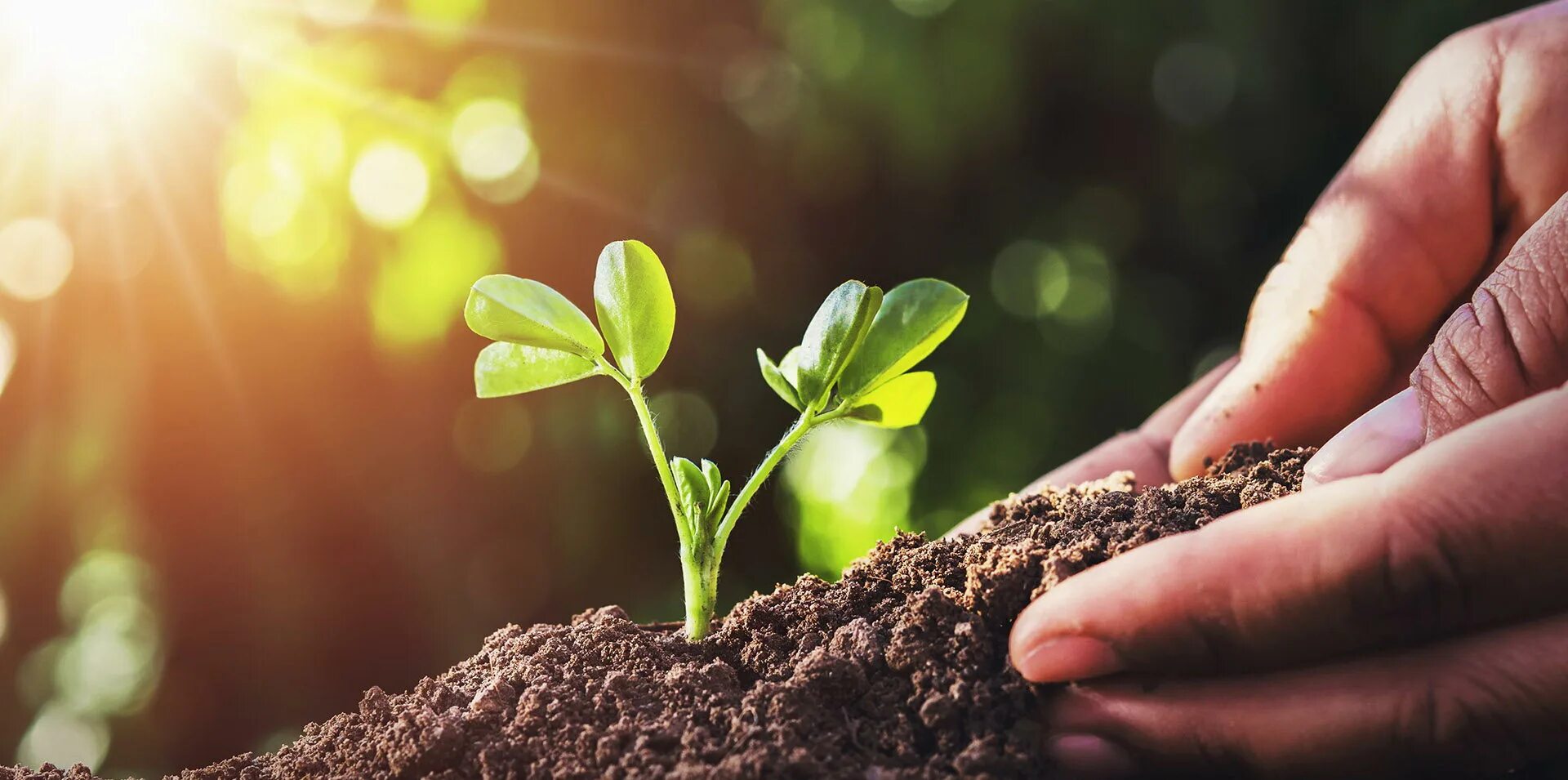 Сохранение природы. Экология почвы. Человек и природа. Биологическая защита растений. Биологическая защита растений.