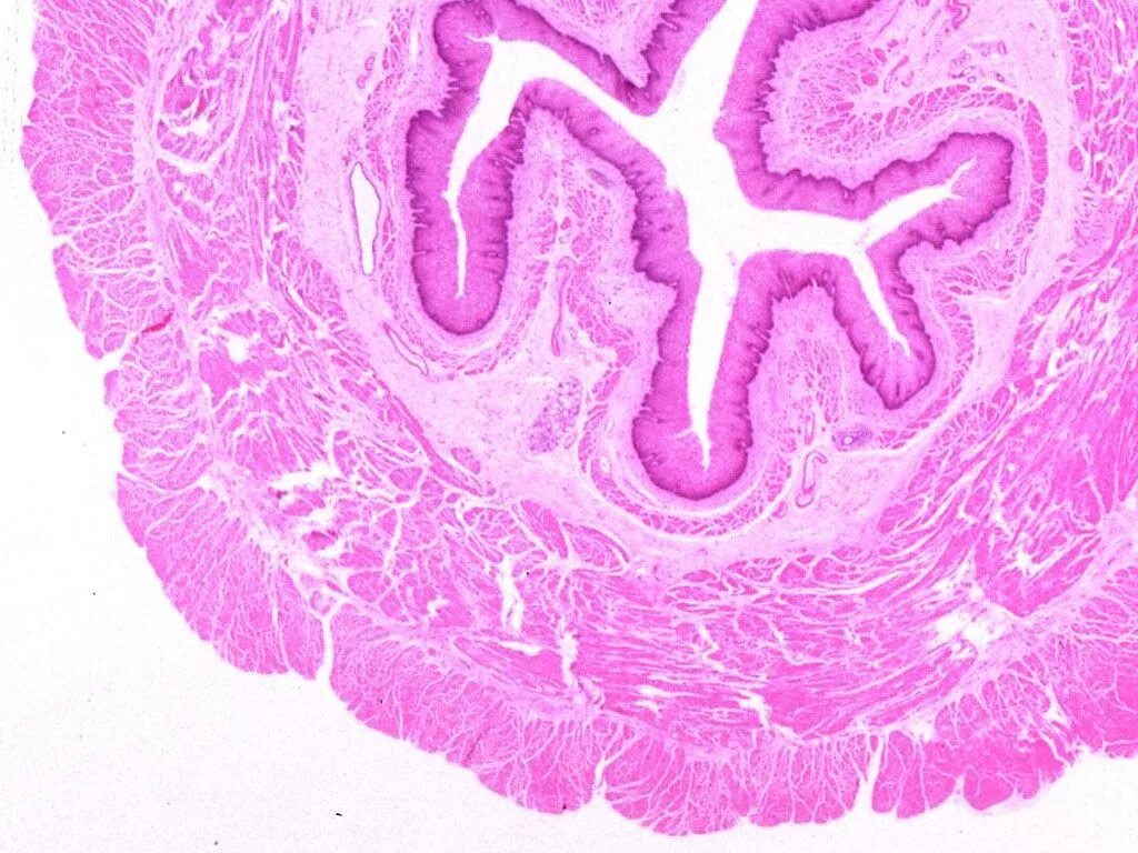Пищевод складки слизистой. Поперечный срез пищевода гистология. Препарат пищевод поперечный срез. Срез желудка гистология. Тимус гистология гистология.