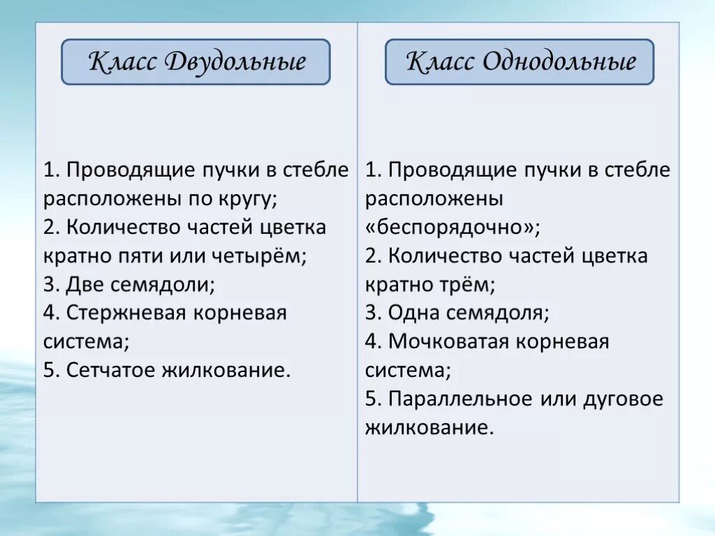 Проводящие пучки расположены в стебле по кругу. Проводящие пучки, расположенные в стебле по кругу однодольное. Проводящие пучки однодольных растений. Проводящие пучки в стебле расположены беспорядочно. Количество частей цветка кратно четырем или пяти