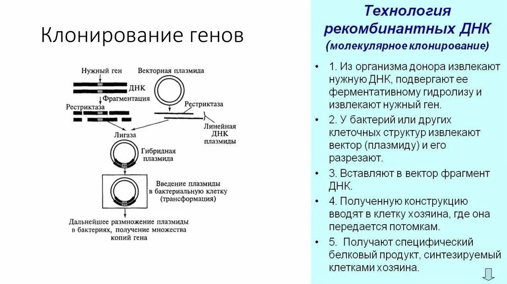 Клонирование плазмиды. Схема клонирования Гена. Метод рекомбинантных ДНК этапы. Этапы клонирования схема. Этапы генной инженерии схема.