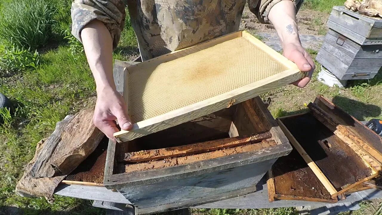 Ловля пчел. ЛОВУШКА для пчел. ЛОВУШКА для роя. Ловушки для пчёл в лесу. Ловушки для пчел врезкой в ель.