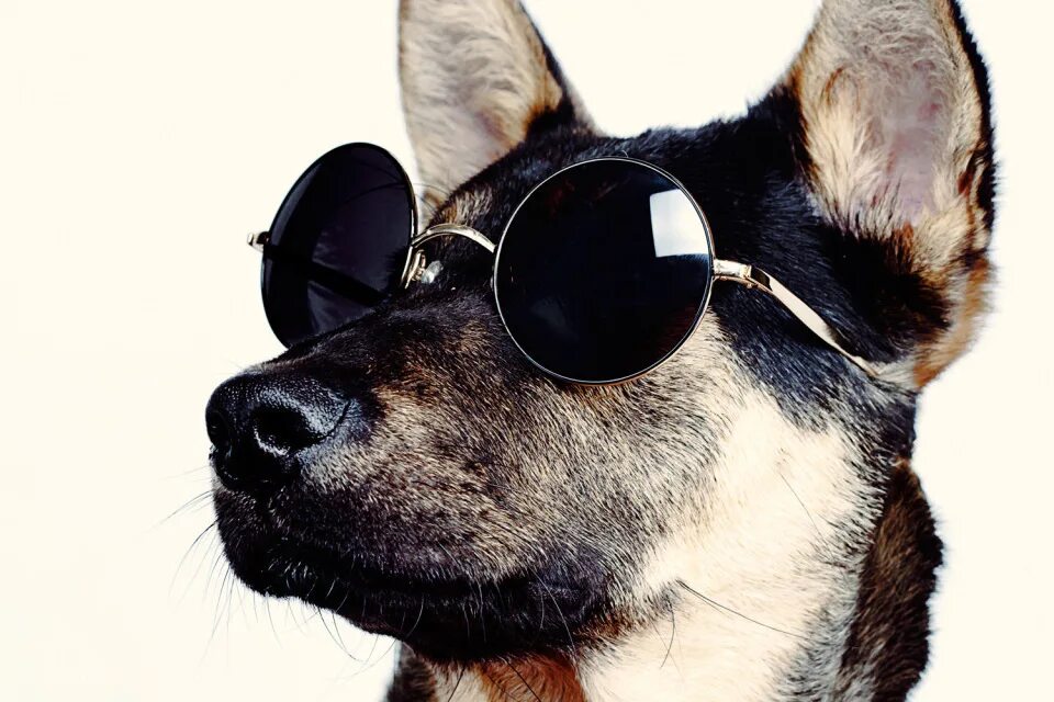 Смешные картинки очков. Собака в очках. Пес в очках. Крутая собака в очках. Крутые животные в очках.