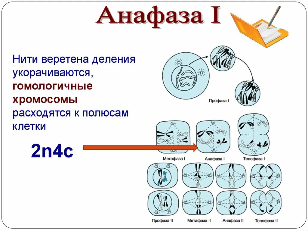 Телофаза мейоза 2. Мейоз 2 фазы. Анафаза мейоза 1. Анафаза второго деления мейоза.