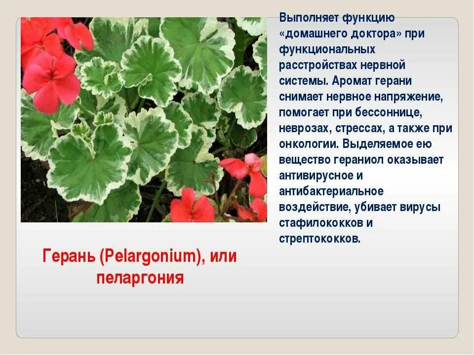 Герань склонение: найдено 82 картинок