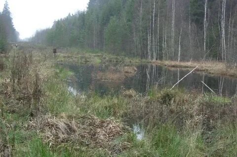 Расписание автобуса ассаурово морозки 43 на сегодня