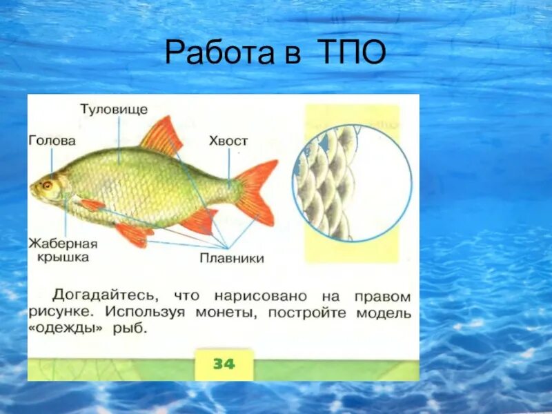 Кто такие рыбы 1 класс окружающий мир