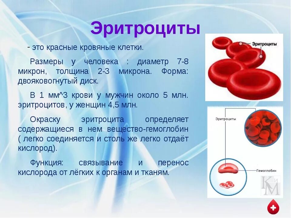 Форма эритроцитов человека. Клетки крови эритроциты форма. Размер эритроцитов в крови человека. Диаметр эритроцитов крови человека. Крови в легкой форме