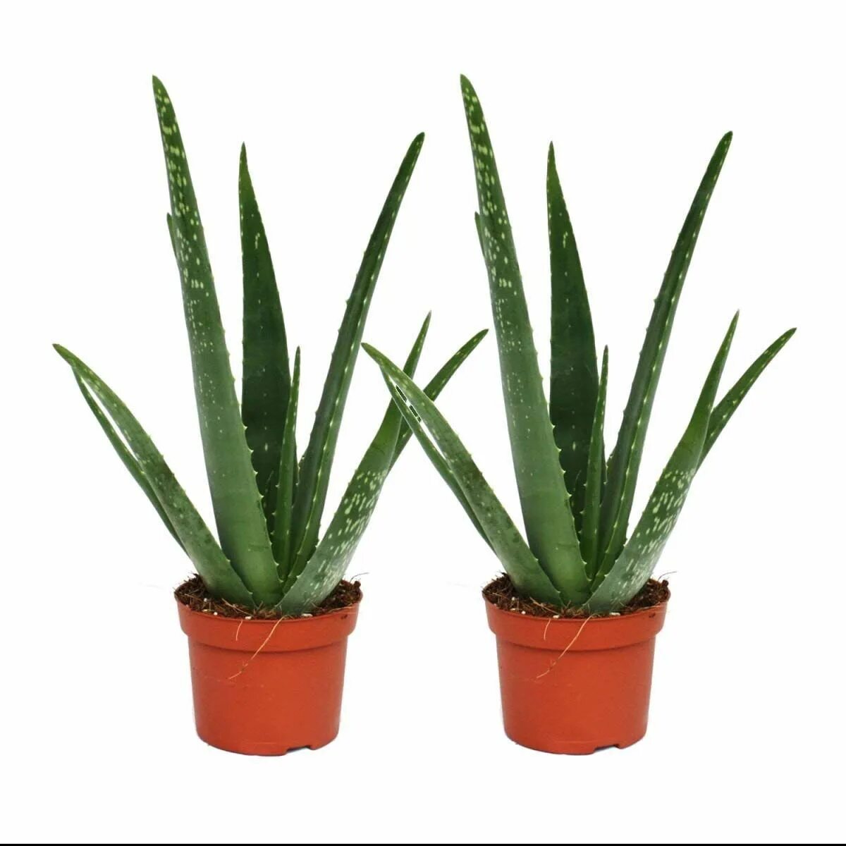 Алоэ 2. Алоэ барбаденсис в горшке. aloe vera цветок. сансевиерия алоэ.
