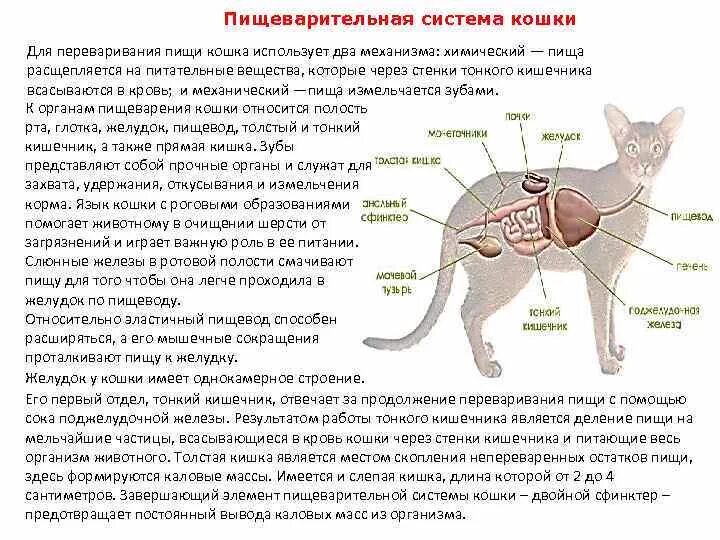 Пищевод кошки. Строение пищеварительной системы кота. Строение пищеварительной системы кошки схема. Пищеварительная система кошки анатомия. Анатомическое строение пищеварительной системы кошки.