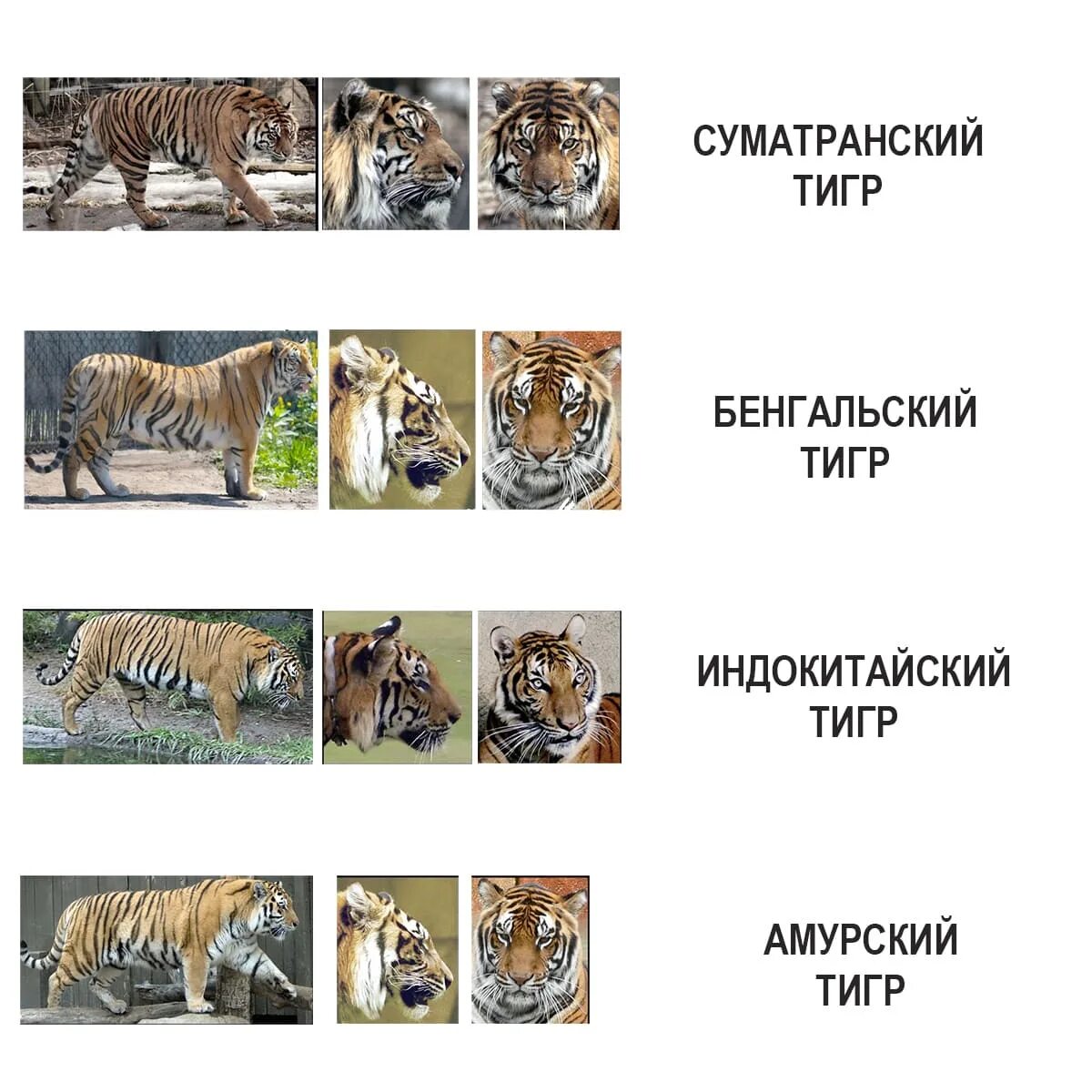 Виды тигров. Виды тигрово. Разновидности тигров названия. Амурский тигр классификация.