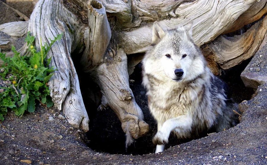 Волчье логово волков. Логово волка волчица волчата. Логово волка. Волчье логово жилище волков. Дом волка как называется.