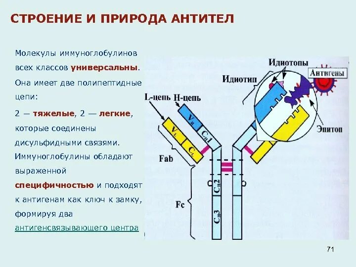 Антитела и их функции. Антитела и их функции