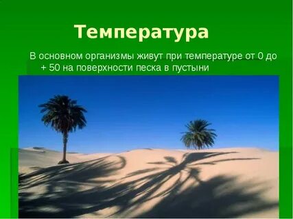 В песчаных землях аравийской земли