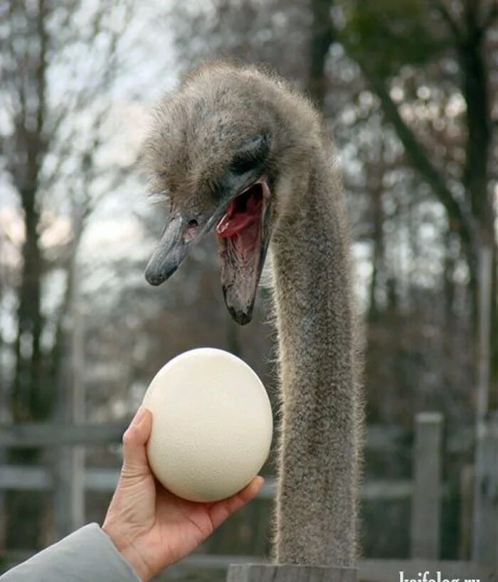 Страус. Яйцо страуса. Смешной страус. Яйцо страуса смешное. Животные без яиц
