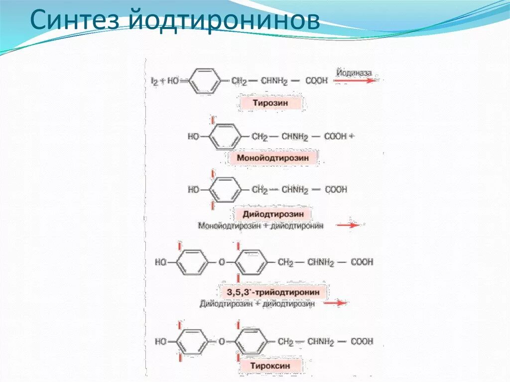 Тироксин ферменты. Синтез тироксина реакции. Реакция образования тироксина. Схема синтеза тироксина биохимия. Синтез тироксина из тирозина биохимия.