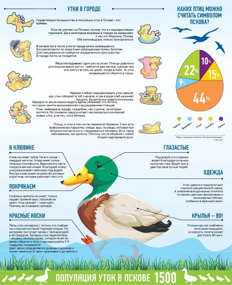 Что можно давать уткам. Сколько уток. Можно кормить уток. Птицы инфографика.