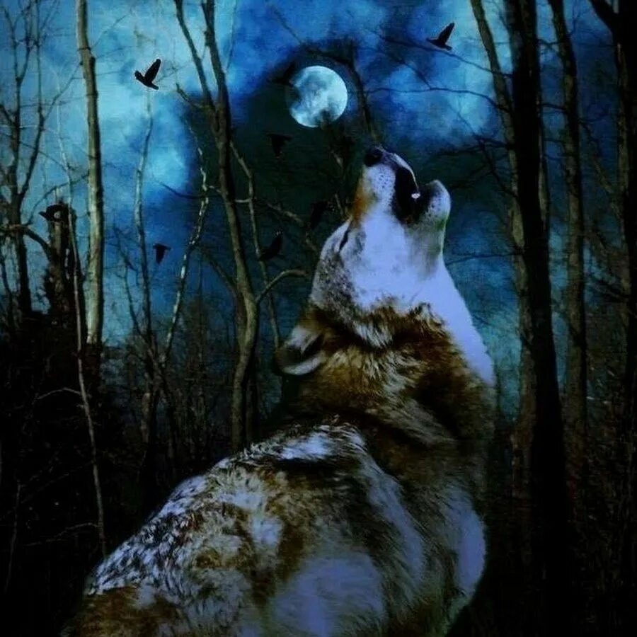 Одинокая волчица ночью. Волк одиночка. Волк в ночи. Одинокие волки.