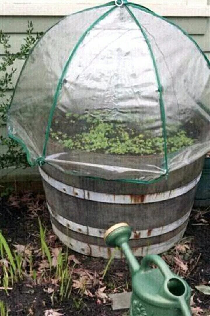 Как сделать теплицу из бочки. Бочка для полива в парнике. Как сделать теплицу из бочки. Как сделать теплицу из бочки. Парник из бочки.